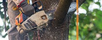 How Our Tree Care Process Works  in  King George, VA